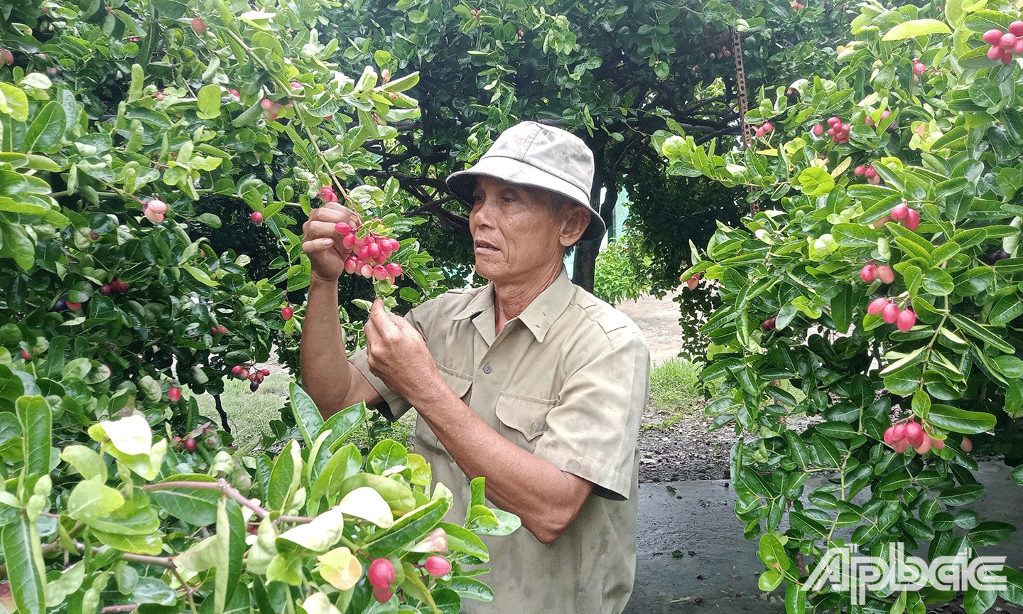 Cây siro mang lại hiệu quả kinh tế cao