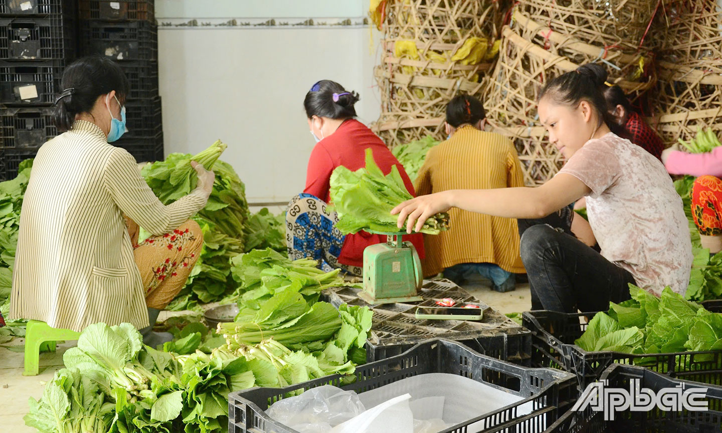 Nhiều HTX sản xuất rau an toàn liên kết với các hệ thống phân phối, doanh nghiệp tiêu thụ sản phẩm ổn định.