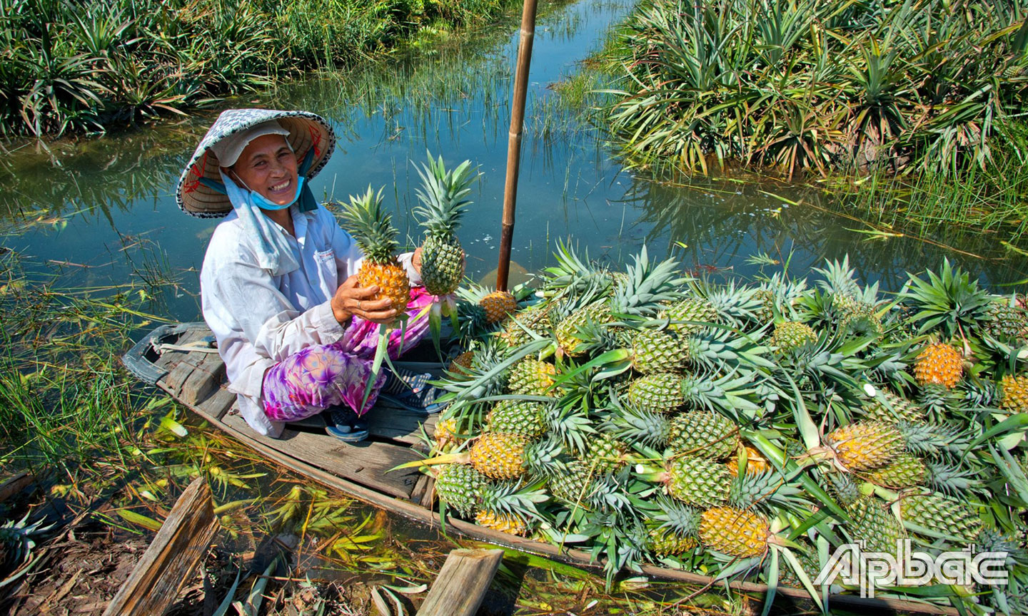 Khóm Tân Phước ngon, ngọt là đặc sản của vùng đất phèn.