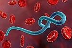 Nhiều nhân viên y tế nước ngoài nhiễm virus Marburg, Bộ Y tế chỉ đạo khẩn