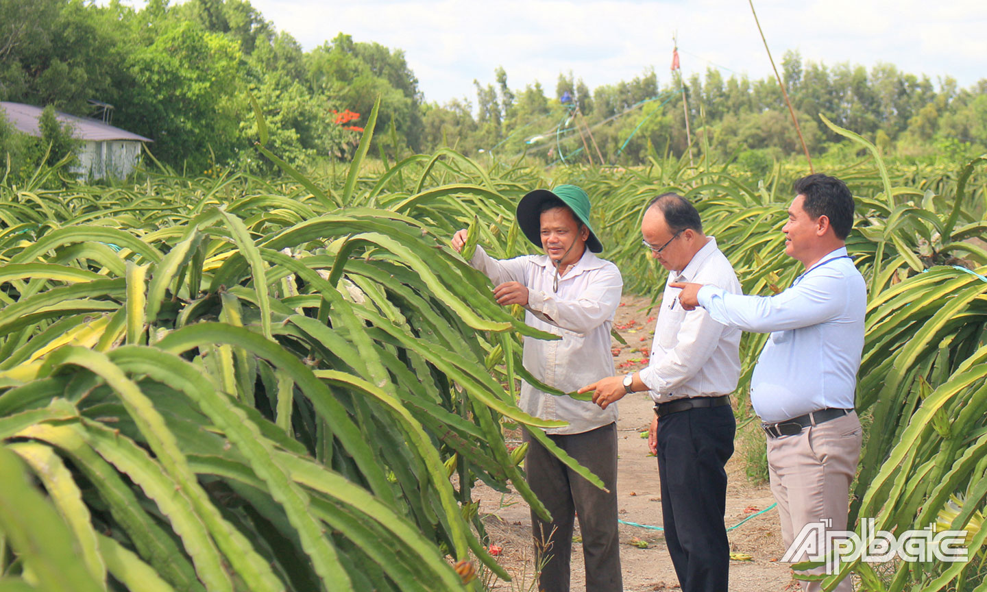  Lãnh đạo xã Thạnh Tân luôn quan tâm, hỗ trợ nông dân trong thực hiện chuyển đổi cơ cấu cây trồng.