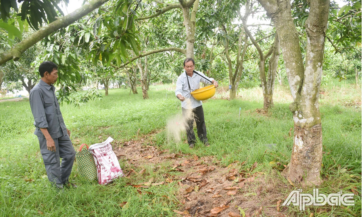 Công trình “Ứng dụng quy trình phân giải Paclobutrazol lưu tồn trong đất bằng chế phẩm vi sinh và lượng bón đạm, lân đến năng suất, phẩm chất xoài cát Hòa Lộc tại huyện Cái Bè” của tác giả Nguyễn Ngọc Thành, đơn vị Trung tâm Dịch vụ nông nghiệp huyện Cái Bè.