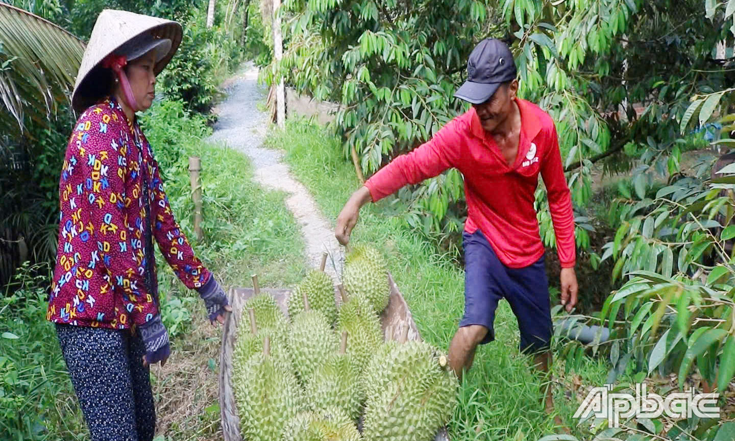 Thu hoạch sầu riêng ở xã Hữu Đạo, Châu Thành.