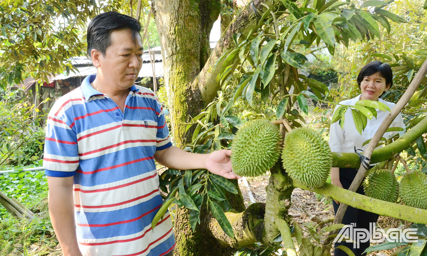 Nâng cao chất lượng trái sầu riêng là hướng đi tất yếu để trái cây đặc sản này phát triển bền vững.