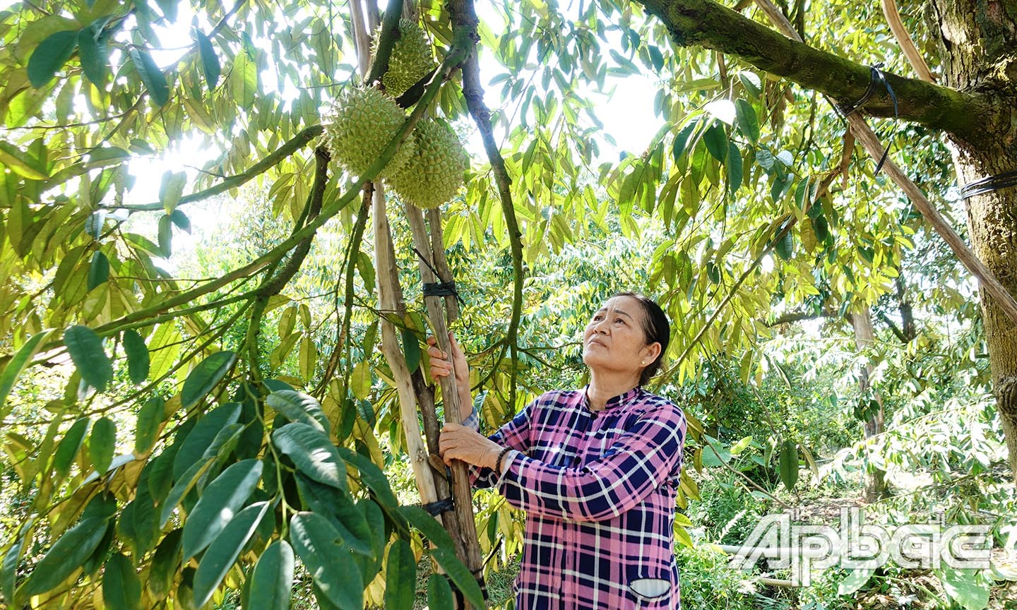ừ vốn vay của Ngân hàng Chính sách xã hội, bà Võ Thị Phượng, khu phố Bình Trị, thị trấn Bình Phú, huyện Cai Lậy đã có điều kiện cải tạo và chăm sóc vườn cây ăn trái.