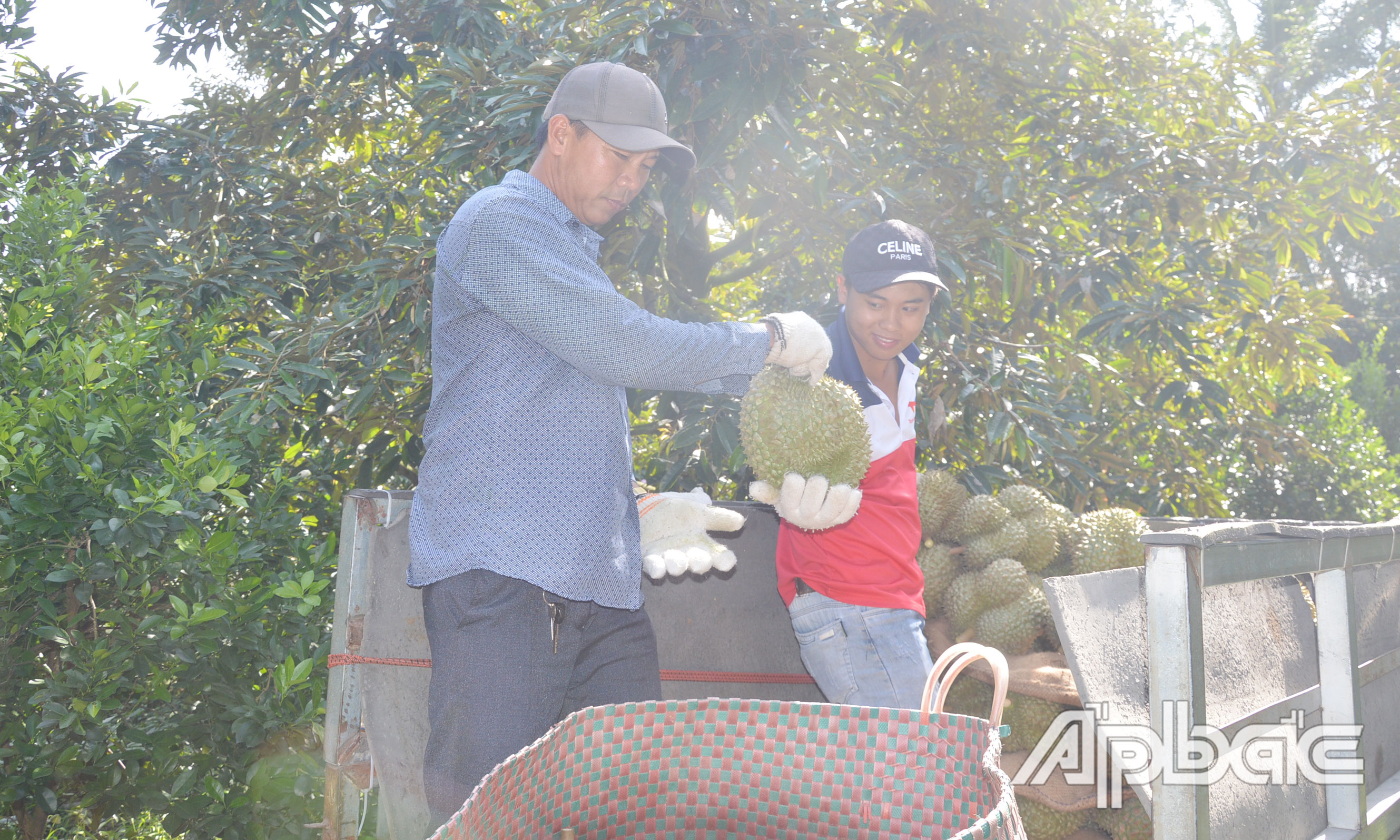 Giá sầu riêng những ngày qua liên tục tăng.