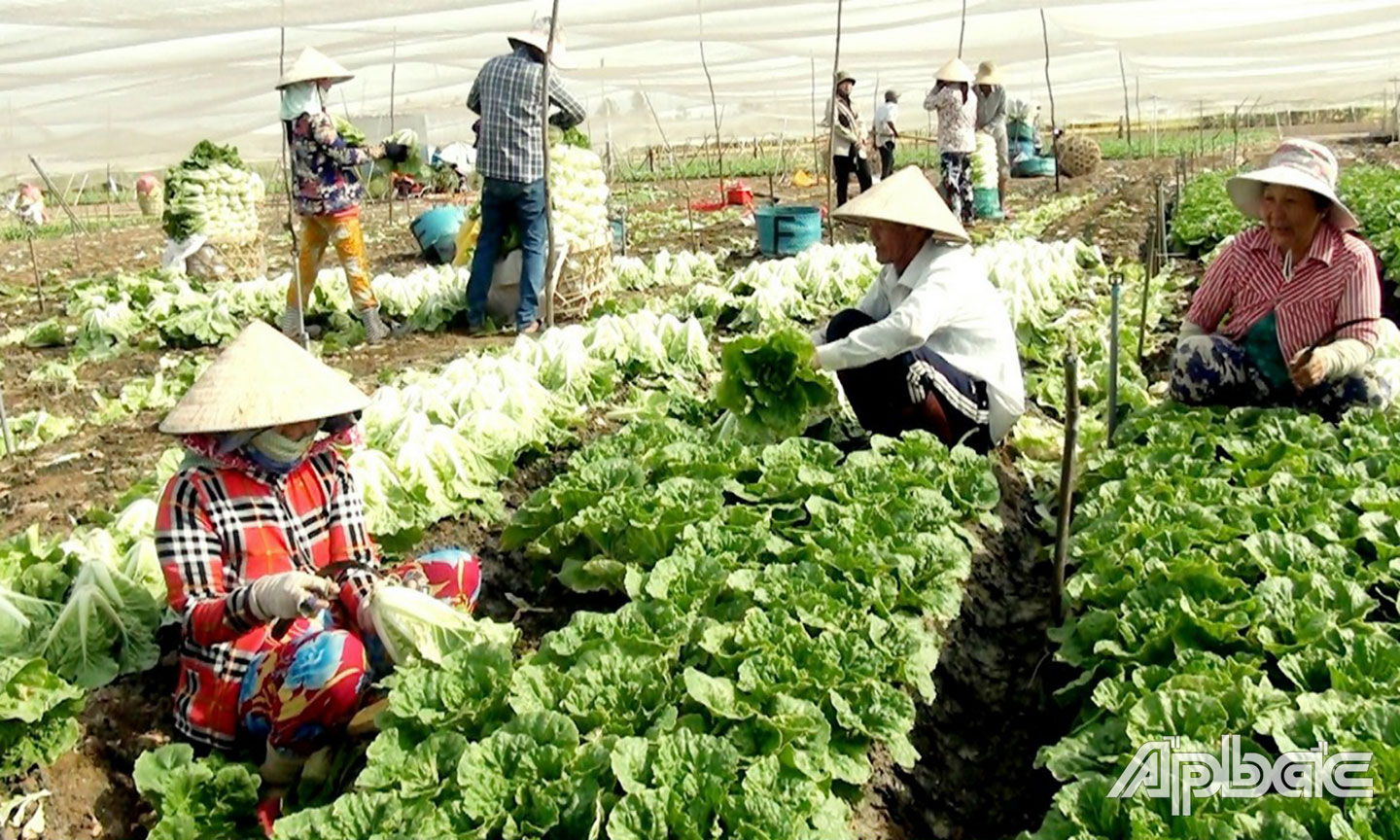Chương trình tạo chuyển biến tích cực về phát triển kinh tế - xã hội, giúp huyện Gò Công Đông đạt được mục tiêu giảm nghèo bền vững. Ảnh: QUỐC TOÀN