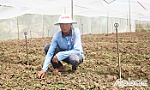 Tiền Giang: Đẩy mạnh ứng dụng khoa học công nghệ vào sản xuất nông nghiệp