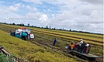 Chủ động giải pháp giữ giá gạo xuất khẩu