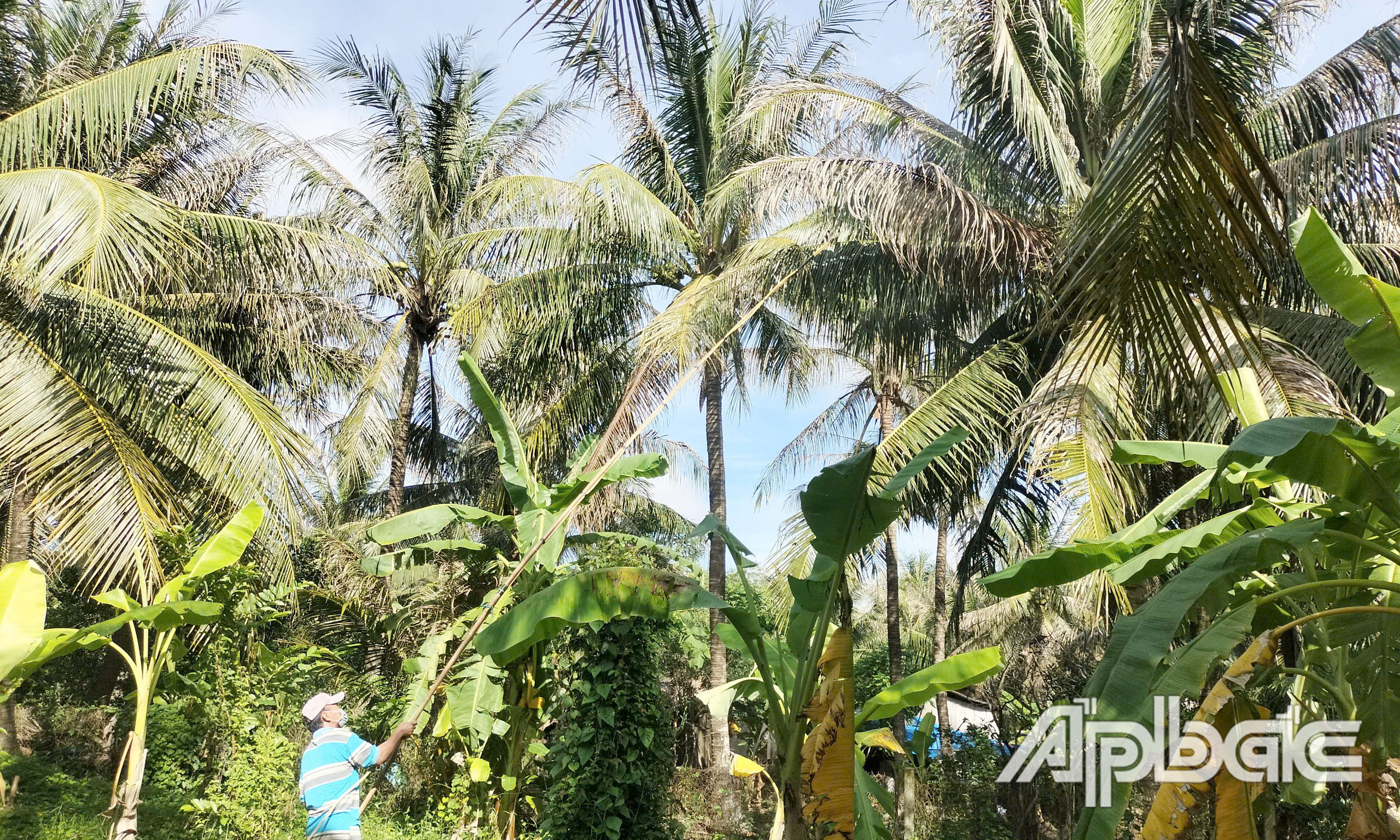 Người dân phun xịt thuốc trị sâu đầu đen.