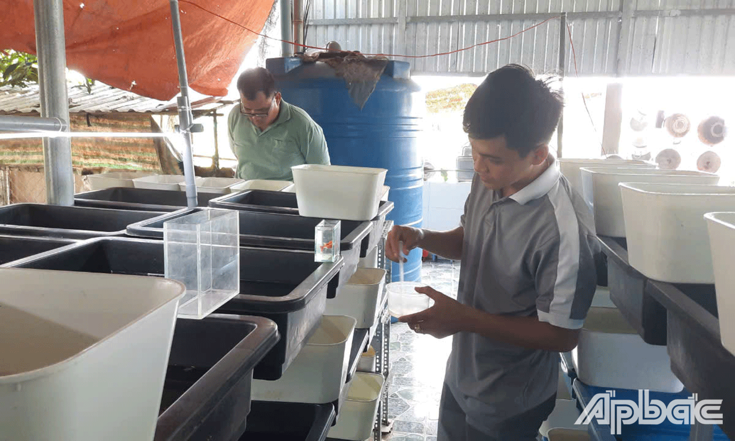 Huỳnh Minh Chí với mô hình nuôi cá bảy màu 