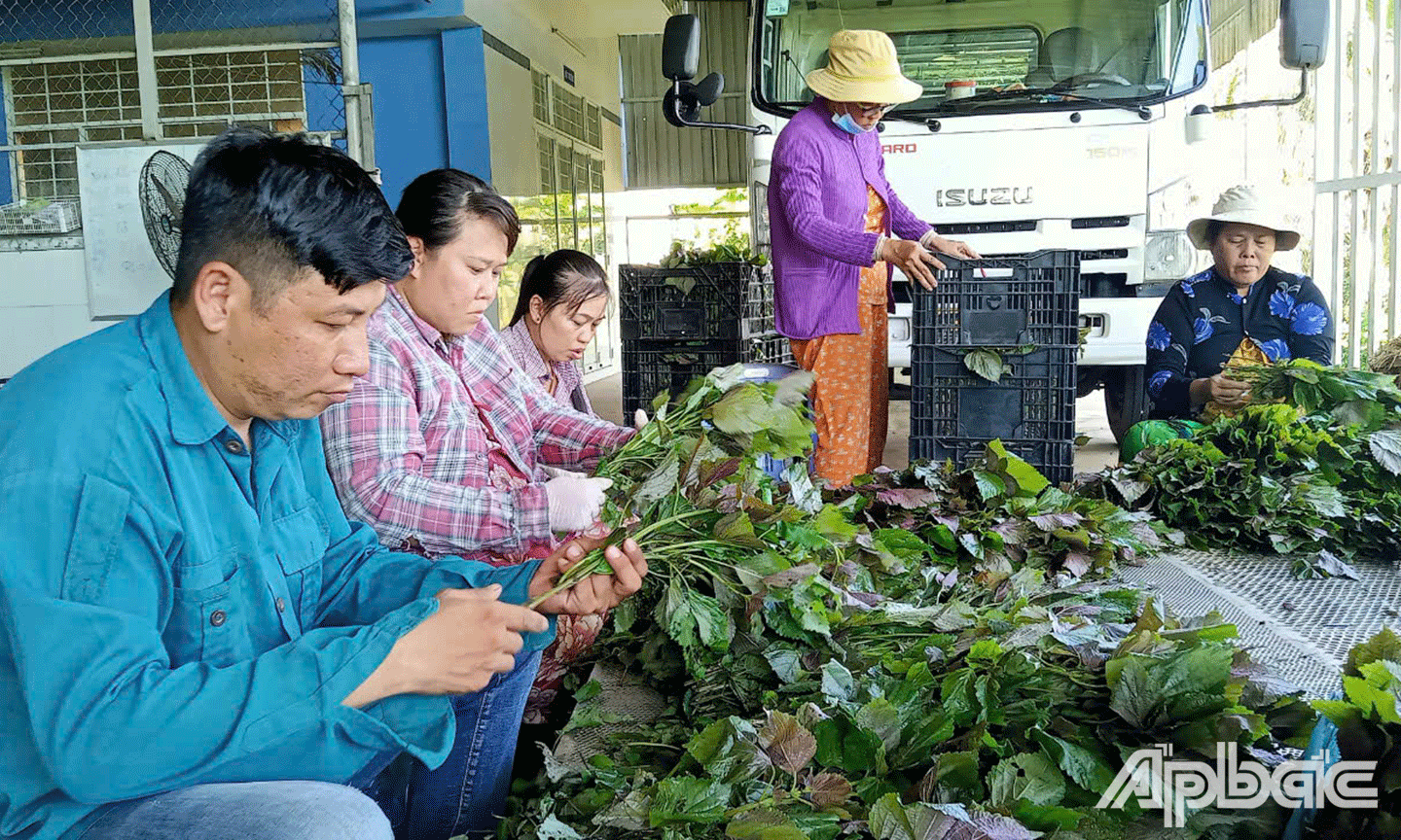 Hợp tác xã Rau an toàn Tân Đông với 102 thành viên sản xuất theo quy trình VietGAP đã cung ứng trung bình 3,2 đến 3,4 tấn rau sạch mỗi ngày cho thị trường. Năng suất trong mô hình tăng trên 38% so với phương thức canh tác truyền thống, giúp thành viên hợp tác xã nâng cao thu nhập.