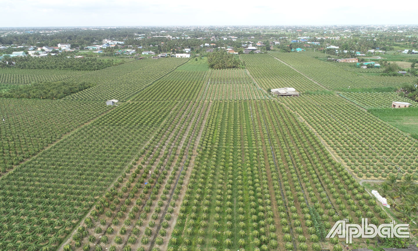 HTX đang thực hiện đăng ký mã số vùng trồng xuất khẩu thanh long. Ảnh: T. ĐẠT