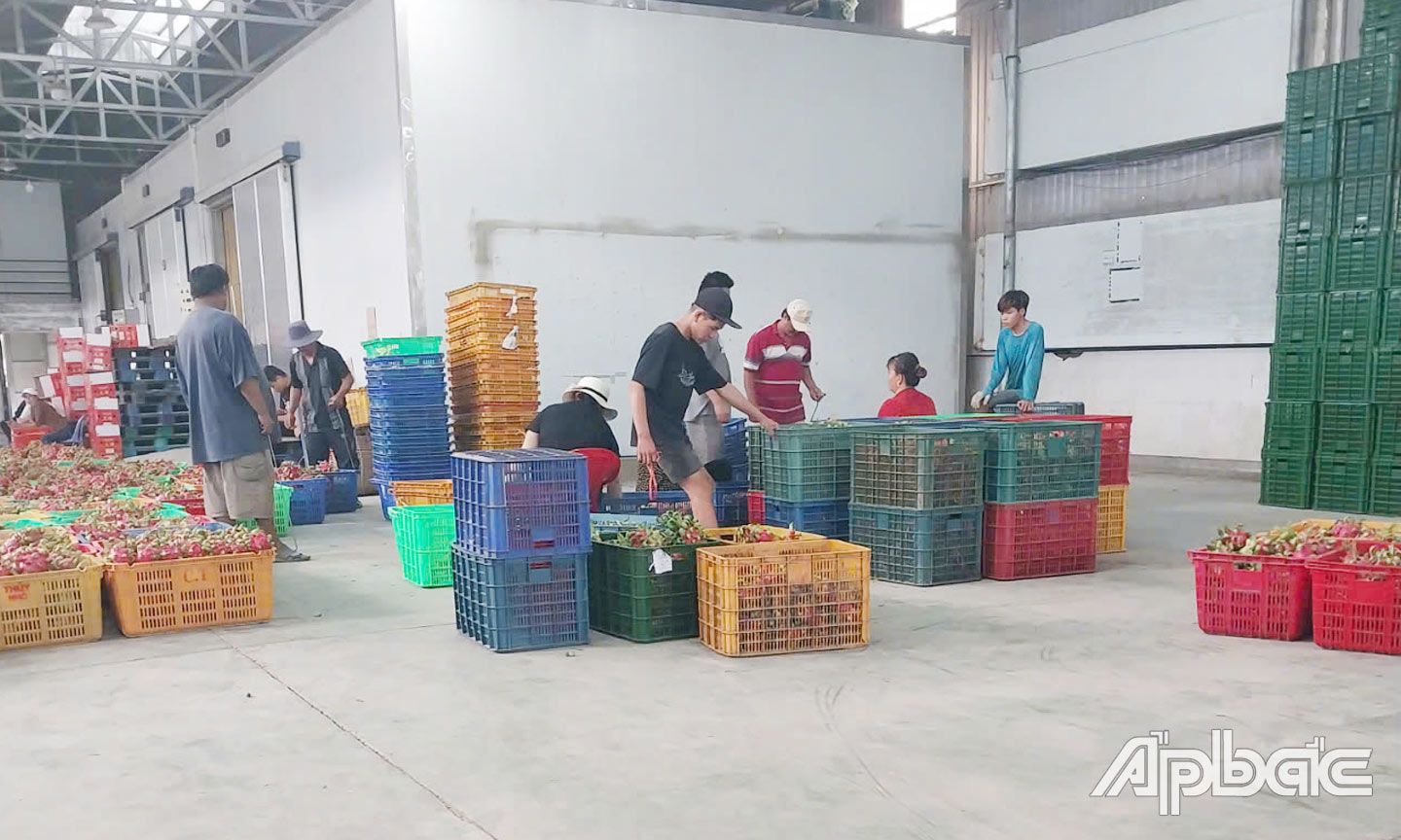 Mỗi tháng, HTX thu mua khoảng 200 tấn thanh long của xã viên và nông dân.