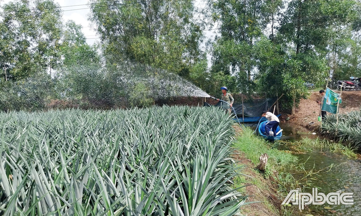 HTX đã giúp nhiều nông dân trong khu vực trị bệnh đỏ đầu lá trên cây khóm.