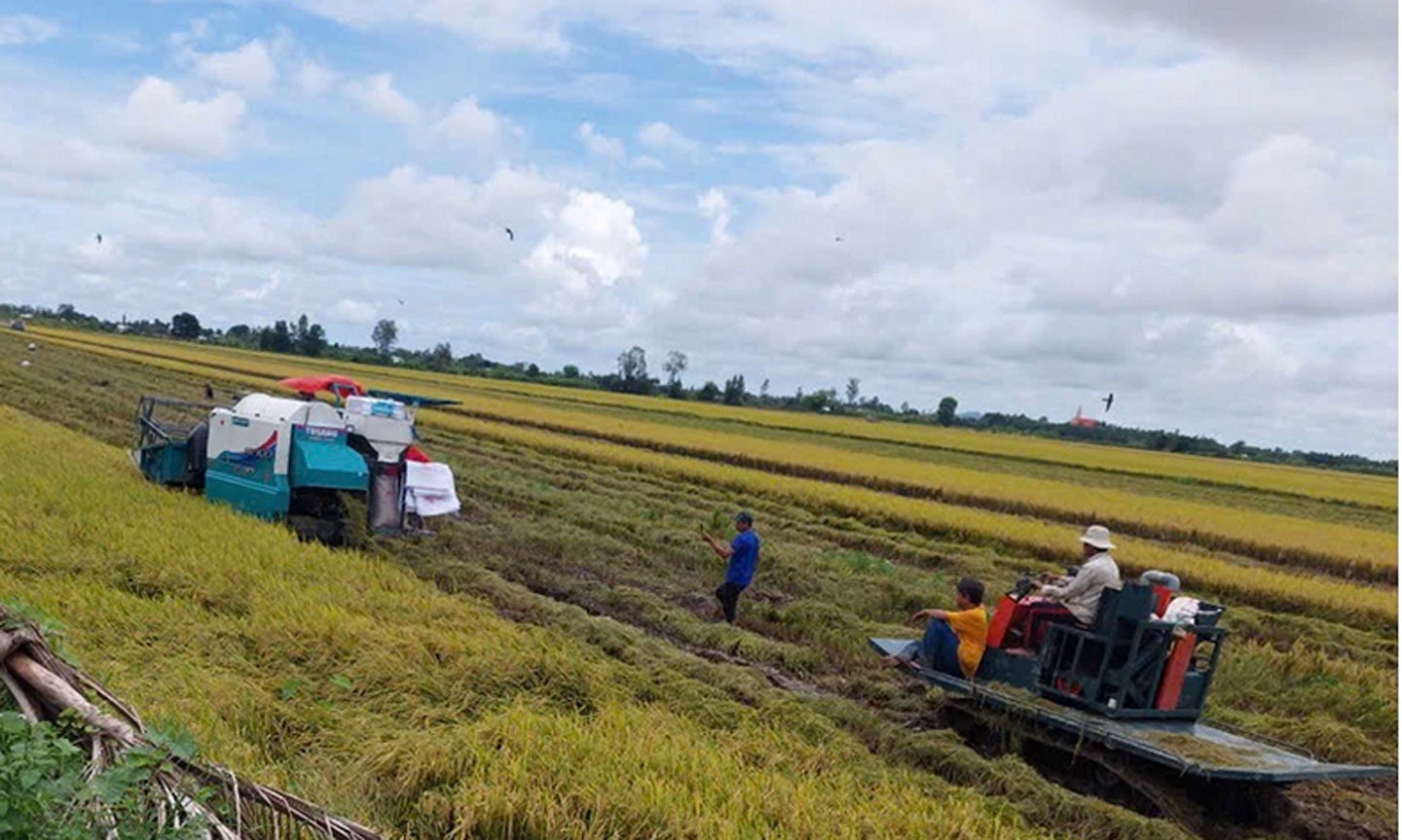 Thu hoạch lúa tại huyện Vĩnh Thạnh, thành phố Cần Thơ. (Ảnh HÀ ANH)