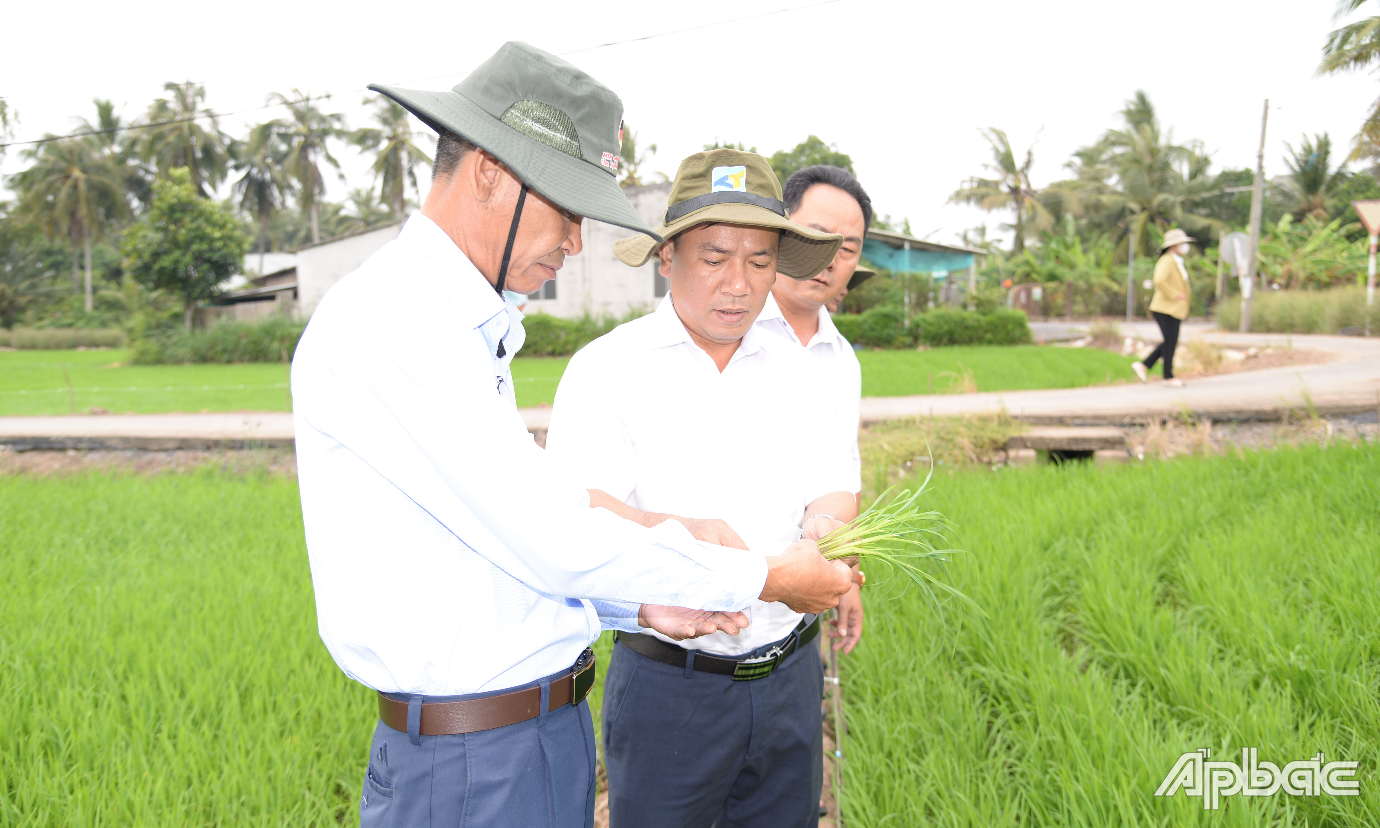 Hiện các diện tích lúa trong mô hình đang phát triển tốt, giảm lượng phân bón.