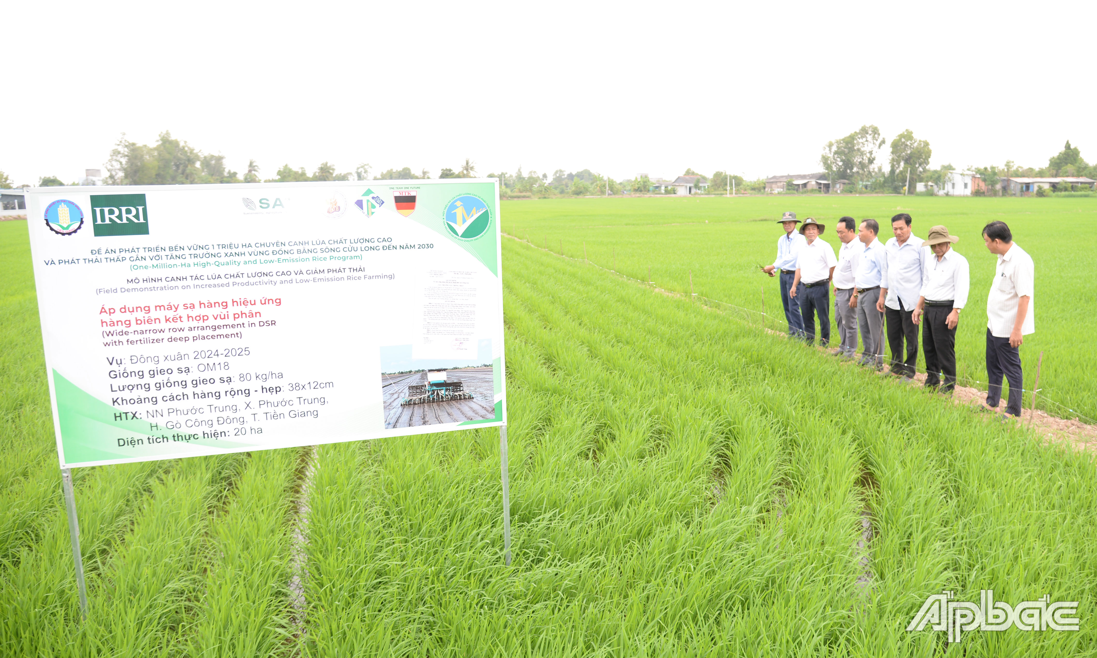 Hiện các diện tích lúa trong mô hình đang phát triển tốt, giảm lượng phân bón.