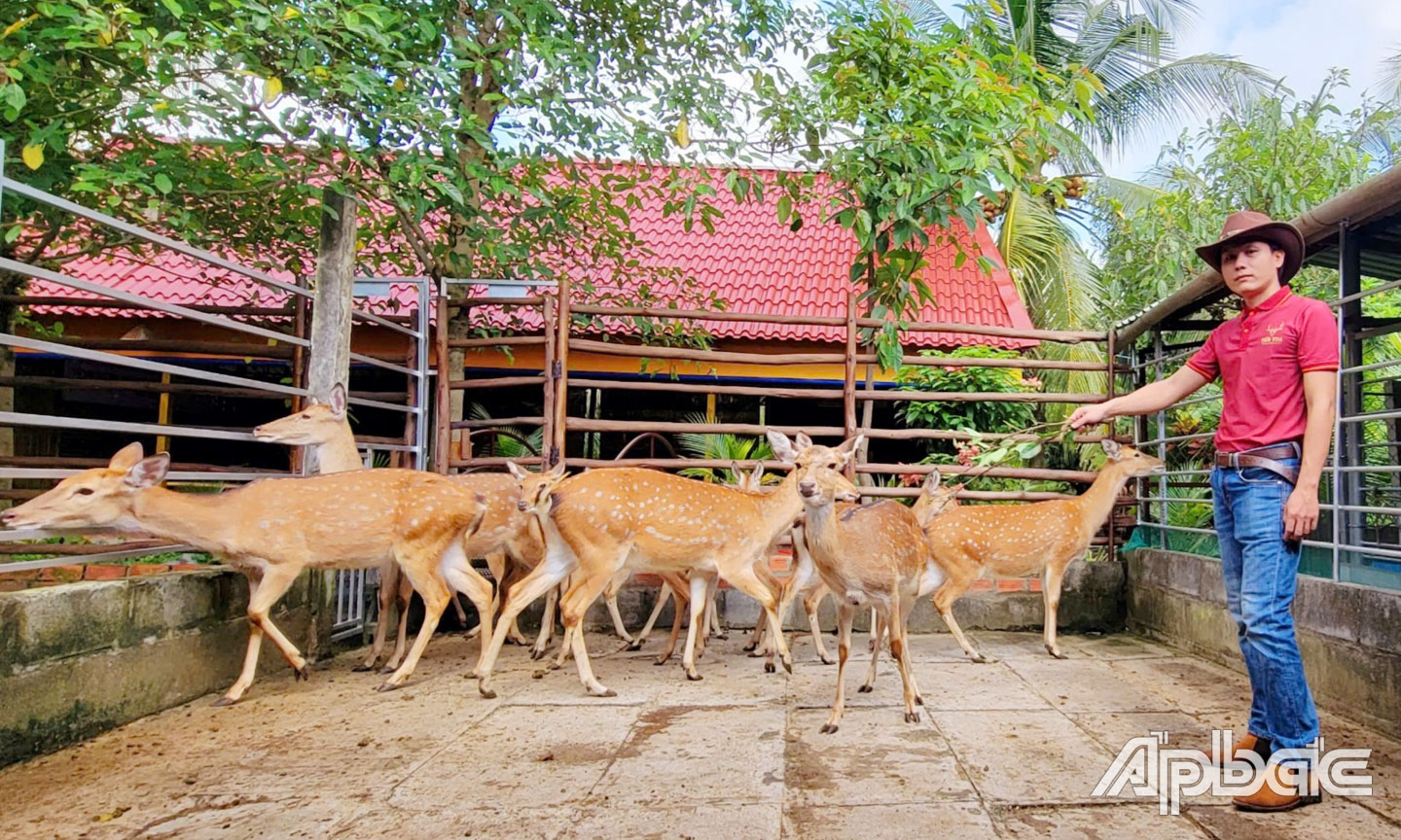 Mô hình khởi nghiệp của anh Nguyễn Hoàng Việt ( HTX Hươu sao Tây Nam bộ, xã Phú Kiết, huyện Chợ Gạo) đang dần phát huy hiệu quả và nhân rộng.