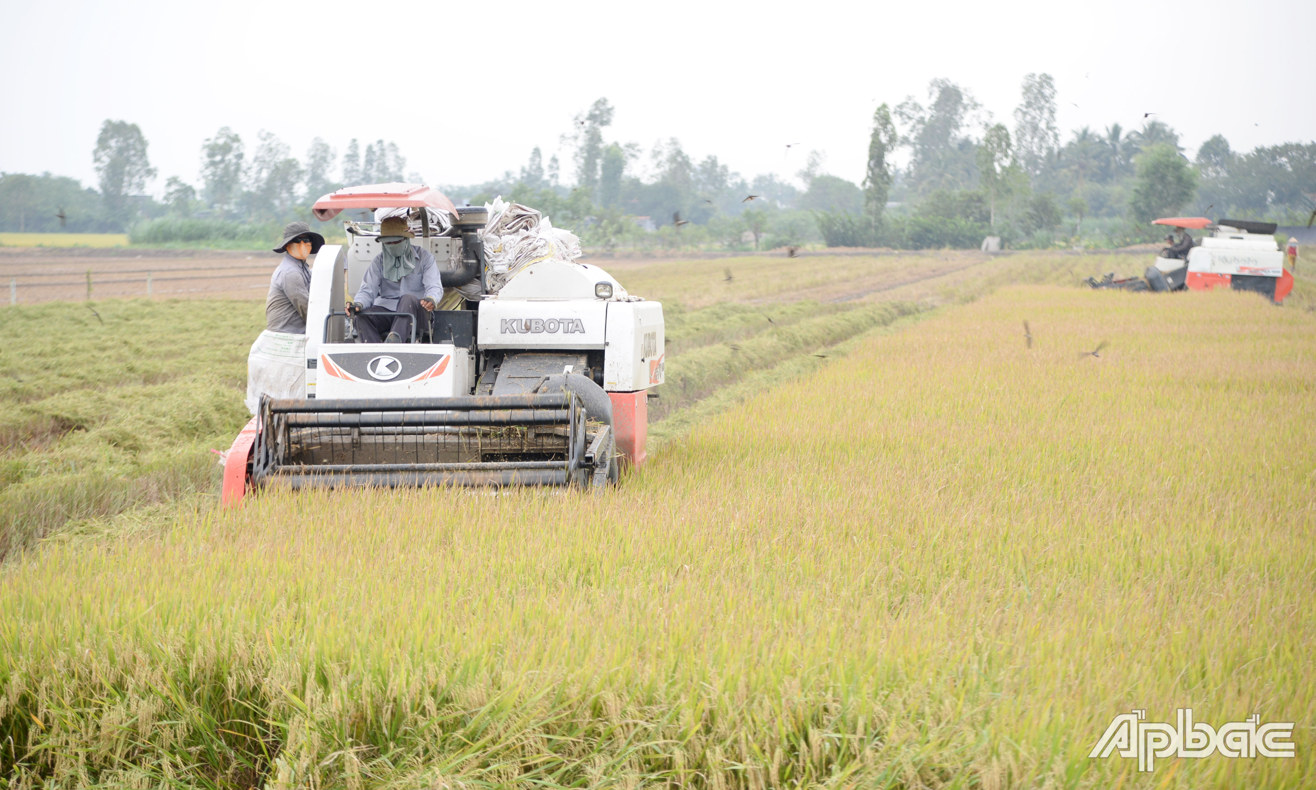 Nông dân khẩn trương thu hoạch lúa thu đông.