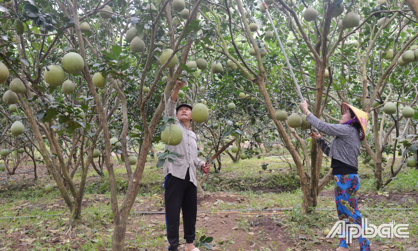 Nhiều nông dân phát biển mô hình kinh tế từ nguồn vốn NHCSXH.