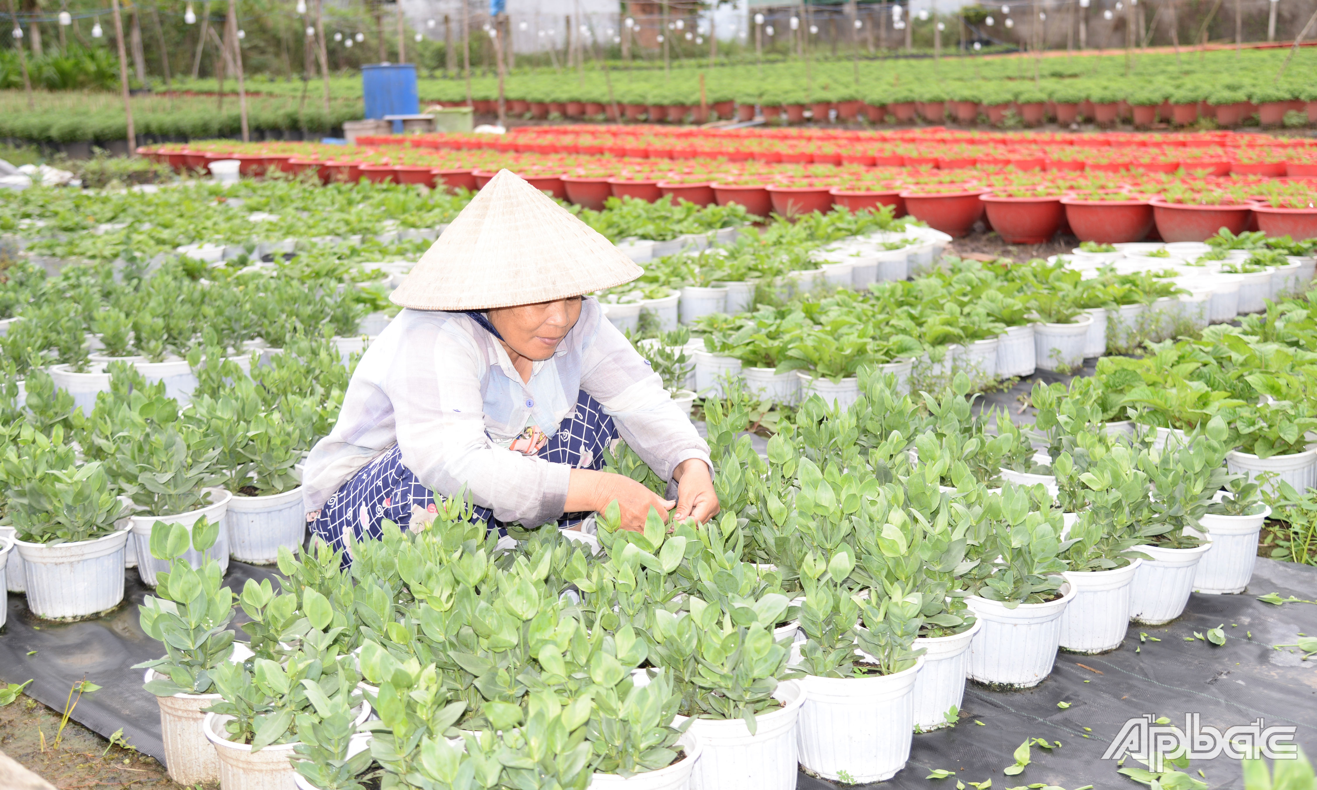 Gia đình ông Chín Long lo lắng vì mưa trái mùa.