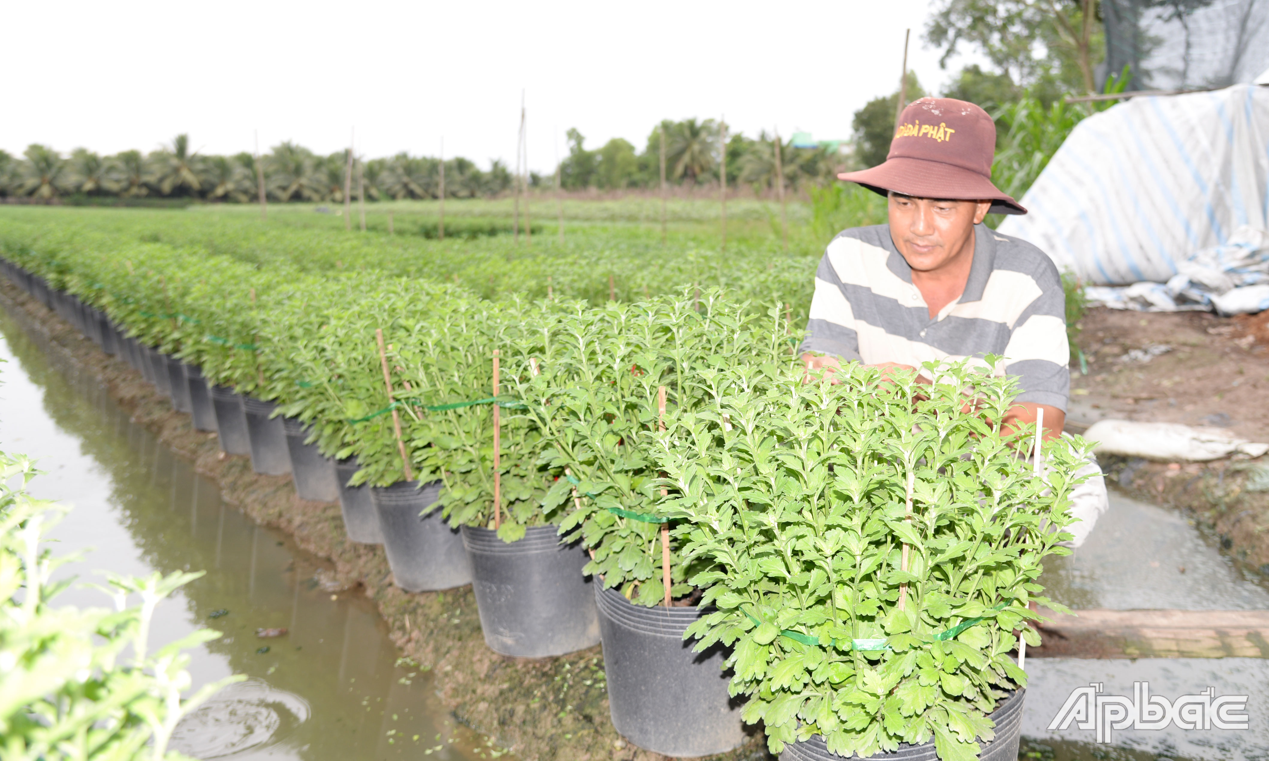 Anh chín lo lắng cho ruộng hoa tết vì mưa trái mùa.