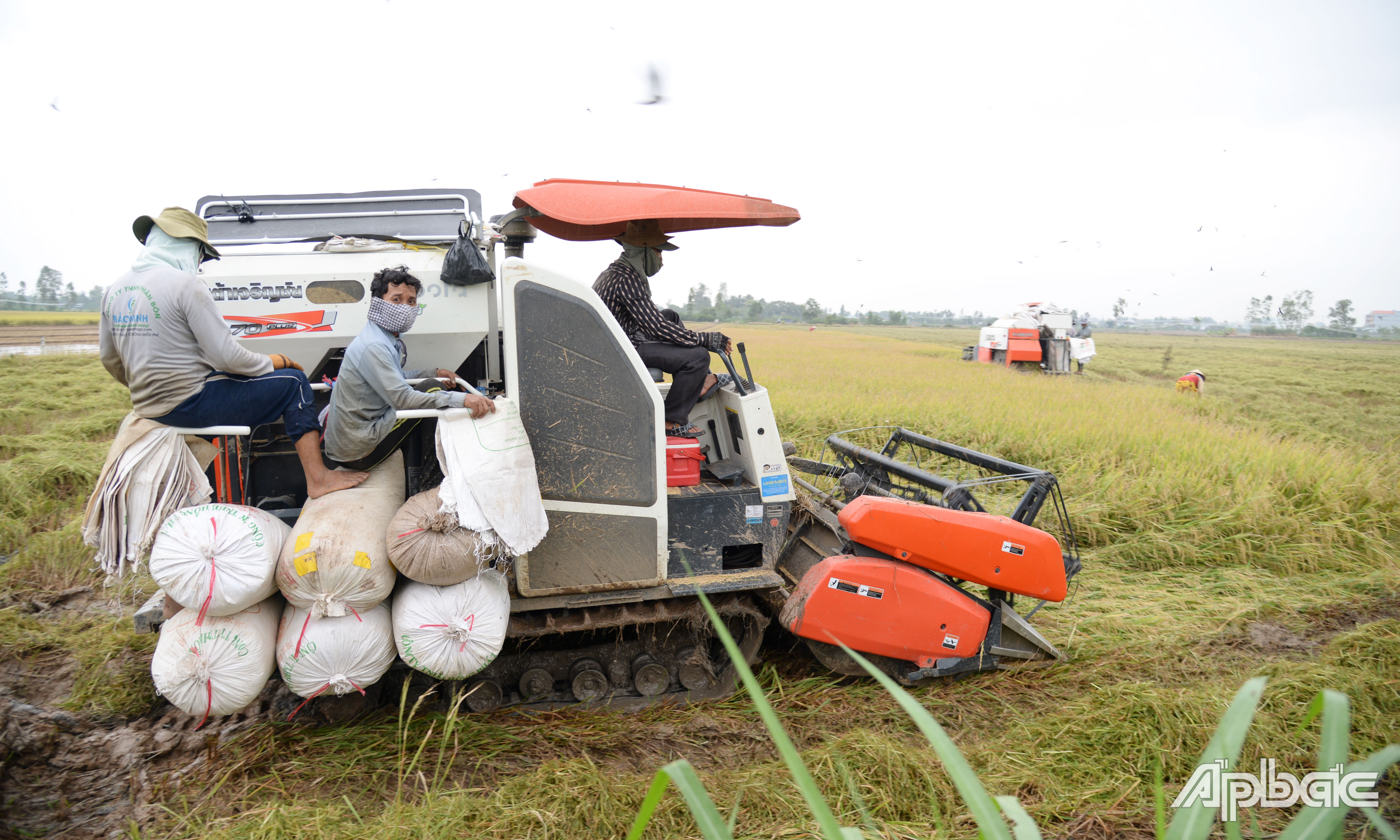 Việc thu hoạch lúa thu đông bị ảnh hưởng do mưa trái mùa.