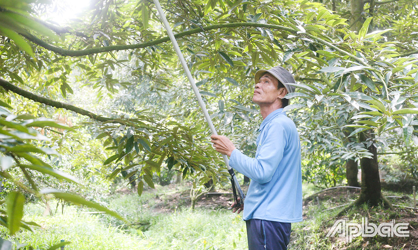 Thời gian qua, vườn sầu riêng của gia đình anh Cao Văn The cho hiệu quả kinh tế cao.