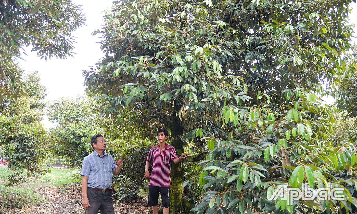 Anh Trần Văn Hoàng (bìa phải) được địa phương hỗ trợ tham gia dự án có vốn cải tạo, chăm sóc vườn sầu riêng.