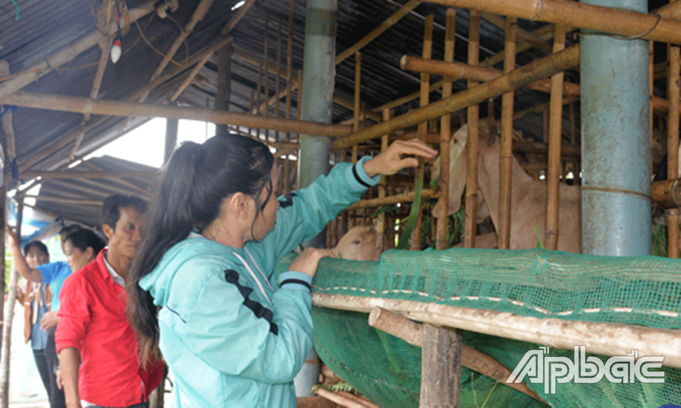 Mô hình nuôi dê của chị Huỳnh Nguyễn Thị Thúy An.