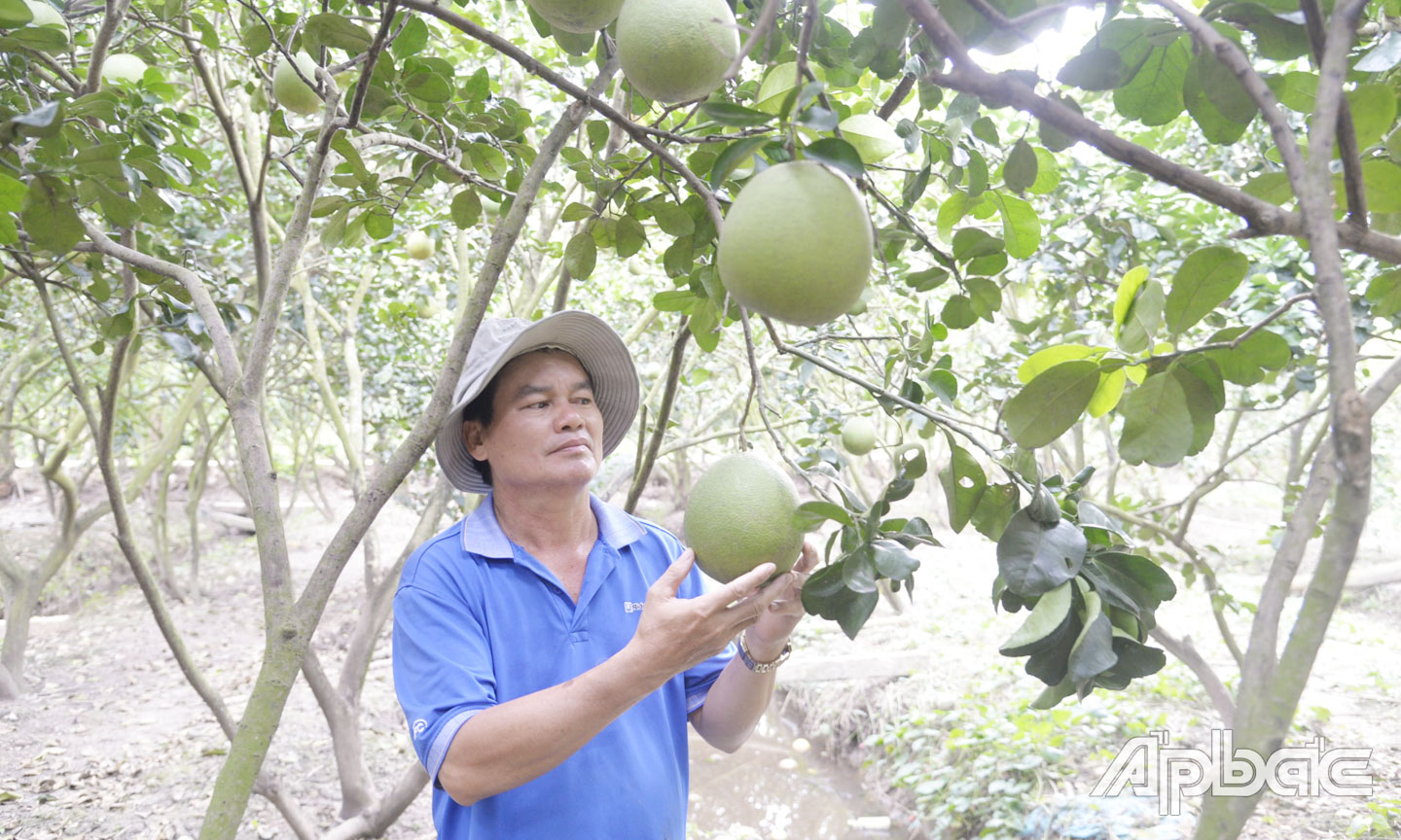 HTX tích cực hỗ trợ thành viên phát triển sản xuất, kinh doanh.