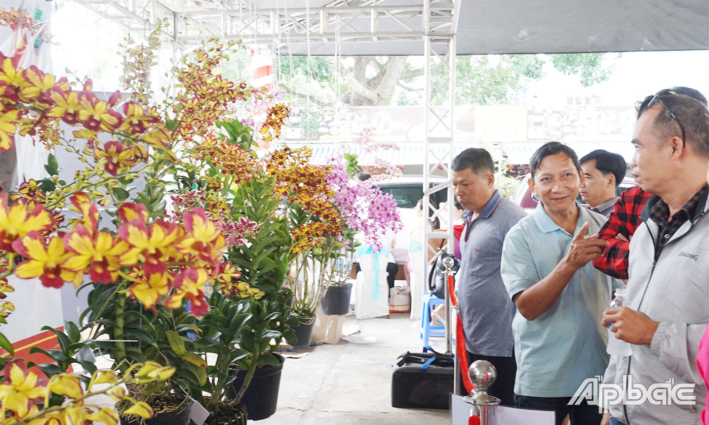 Khách đến tham quan và thưởng ngoạn hoa lan 