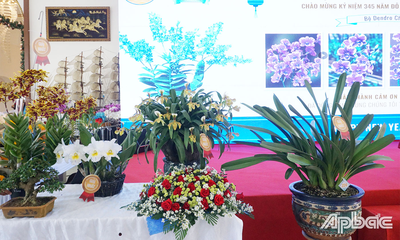 Các tác phẩm hoa lan đạt giải Nhất tại Hội thi 