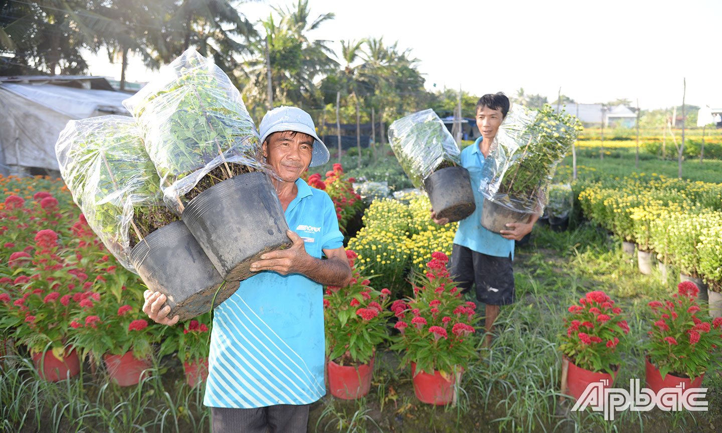  Năm nay, tình hình tiêu thụ hoa tết chậm so với những năm trước.