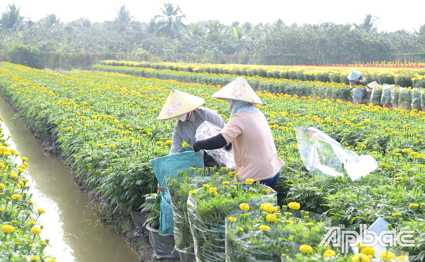 Nông dân tất bật với việc bao hoa để bán cho các thương lái.