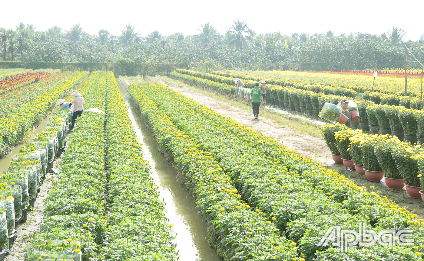 Từ sáng sớm, nhiều thương lái đã tìm đến các vườn hoa để lấy hàng.