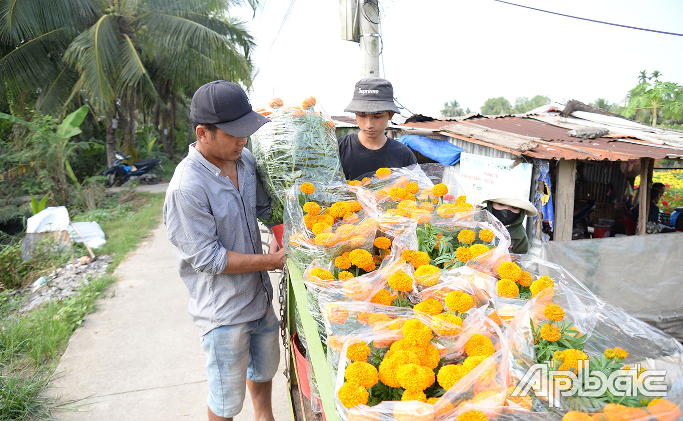 Vận chuyển hoa tết từ ruộng ra đường lớn để chở đi tiêu thụ tại các tỉnh, thành.