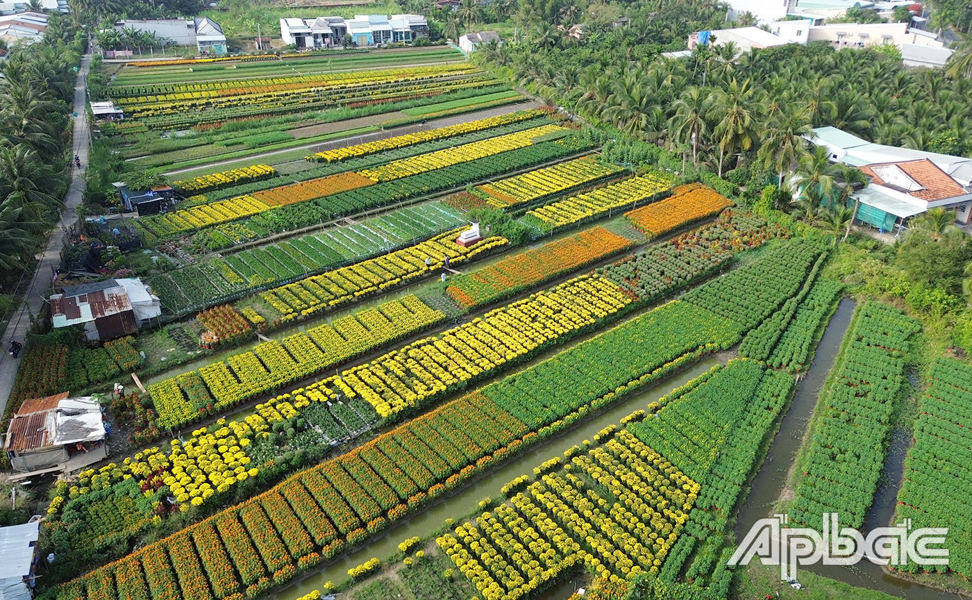 Làng hoa Mỹ Phong rực rỡ sắc màu.