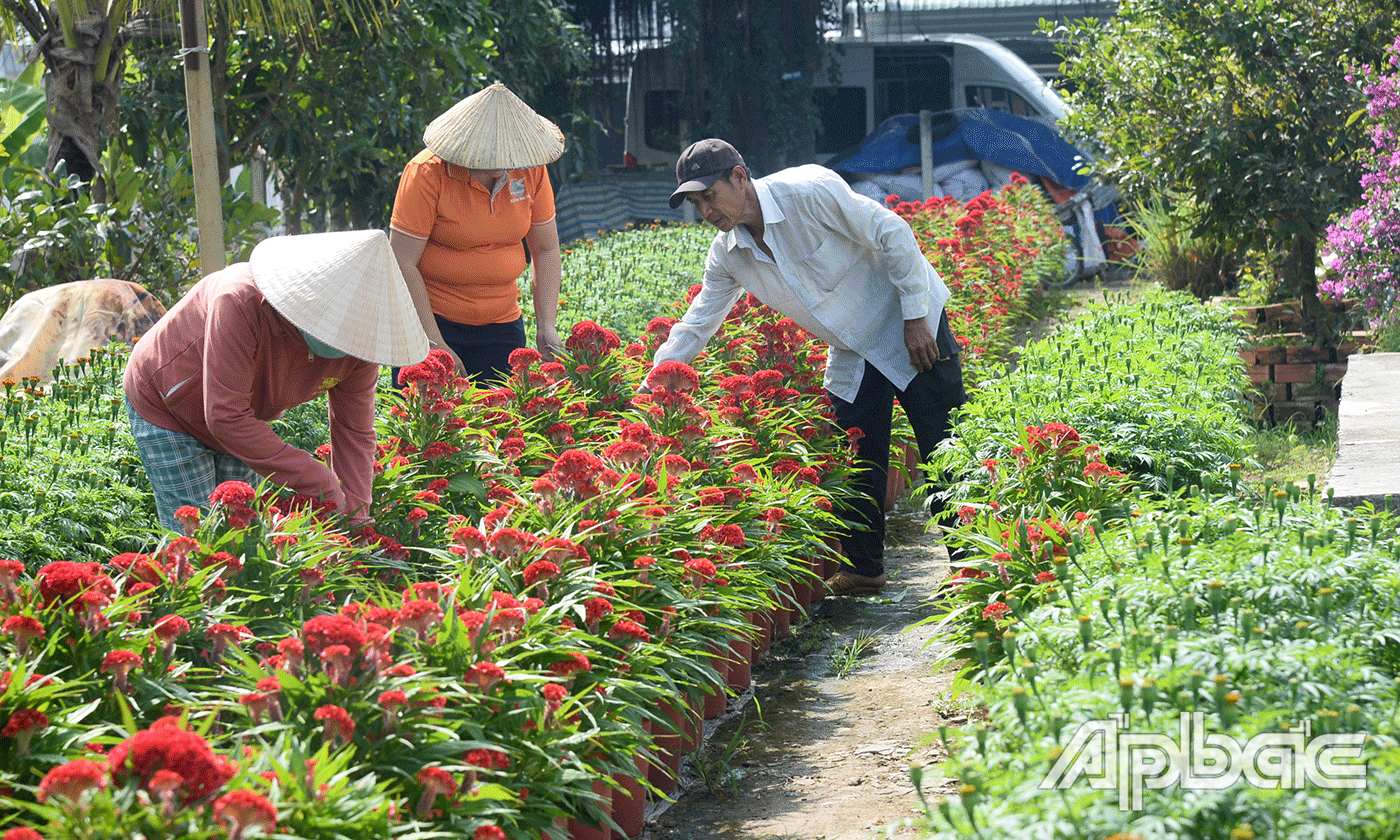 Vườn hoa của gia đình anh Võ Văn Quảng.
