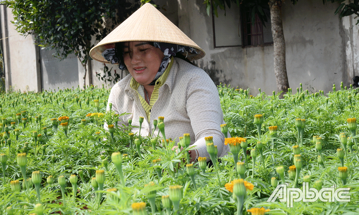 Chị Nguyễn Thị Trang chăm sóc những chậu vạn thọ.