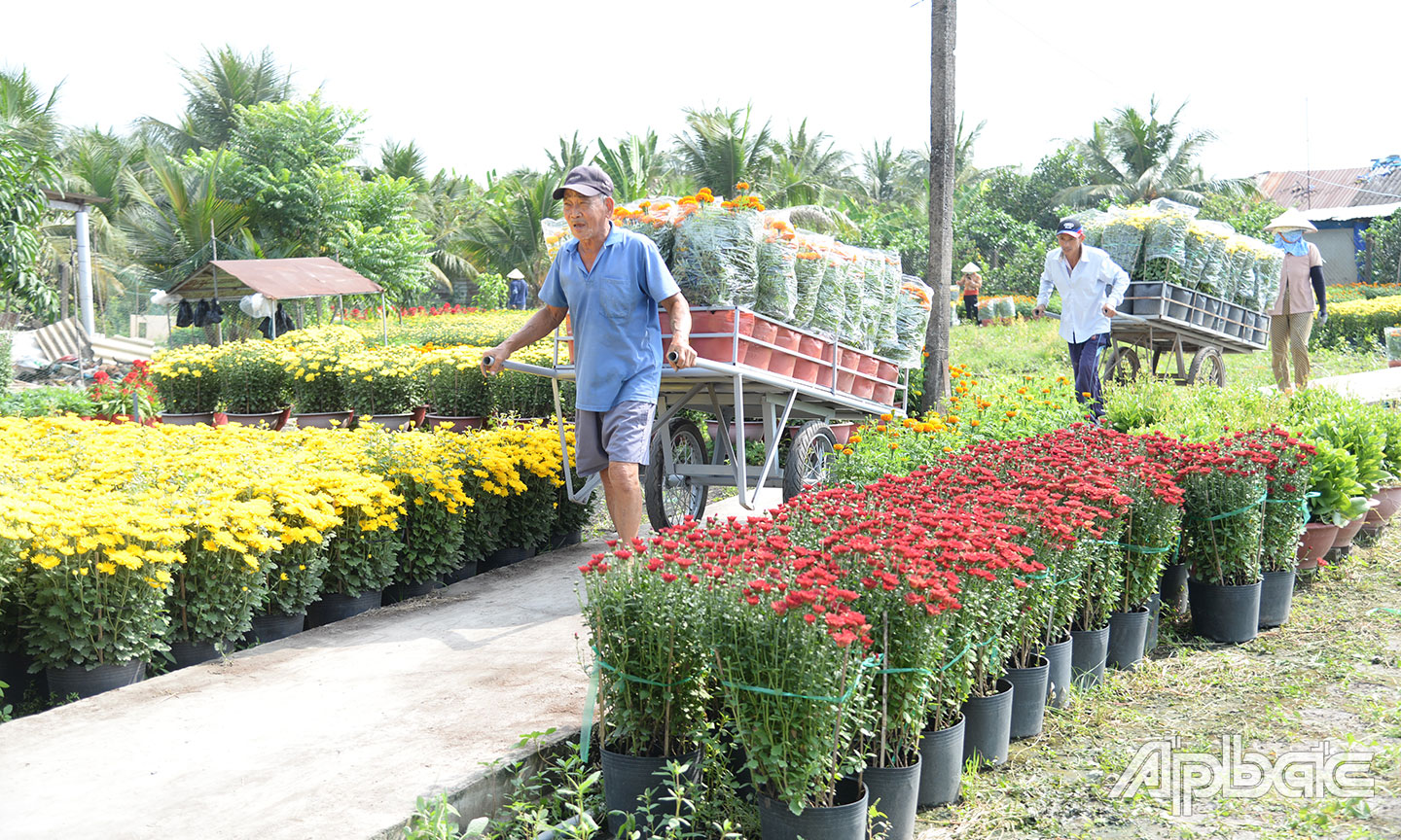 Ông Hải (ở ấp Mỹ Hưng, xã Mỹ Phong, TP. Mỹ Tho) vận chuyển hoa để giao cho thương lái.