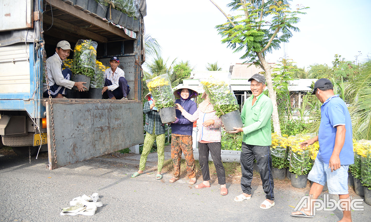Thương lái đến thu mua hoa tết của gia đình ông Điệp (ở ấp Mỹ Hòa, xã Mỹ Phong, TP. Mỹ Tho) để chở đến tỉnh Tây Ninh tiêu thụ.