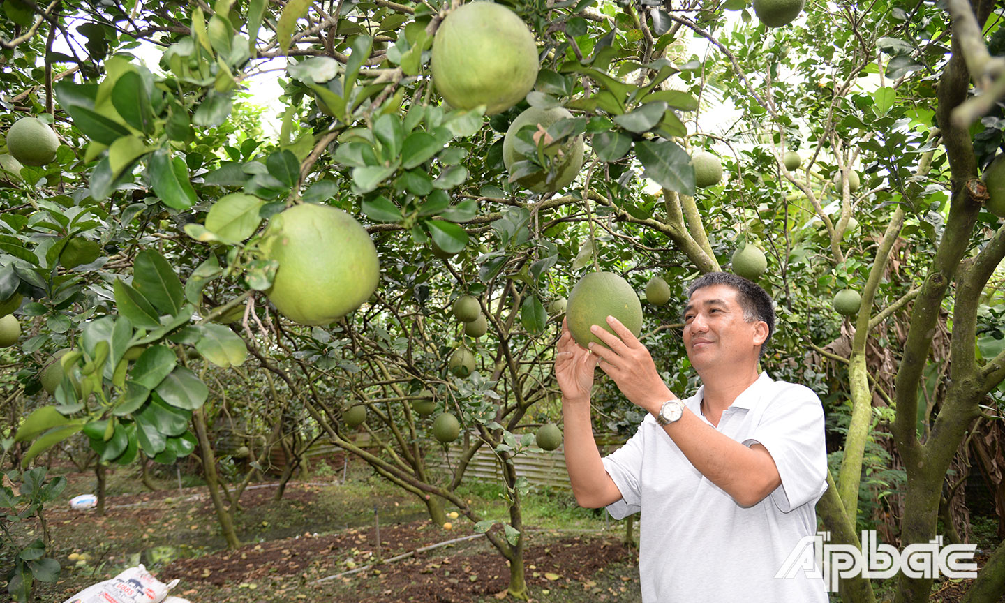 Gia đình anh Hà đang thu hoạch bưởi tết để bán cho thị trường. 
