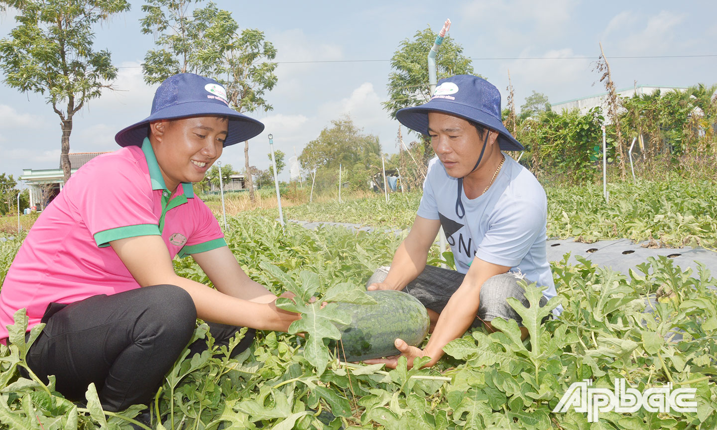 Ruộng dưa của anh Mộng sẽ thu hoạch vào ngày 25 tết.