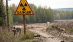 Công cuộc giải mã hệ gene kỳ lạ của đàn chó ở Chernobyl