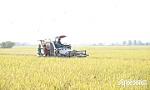 Giá lúa, gạo duy trì ở mức thấp