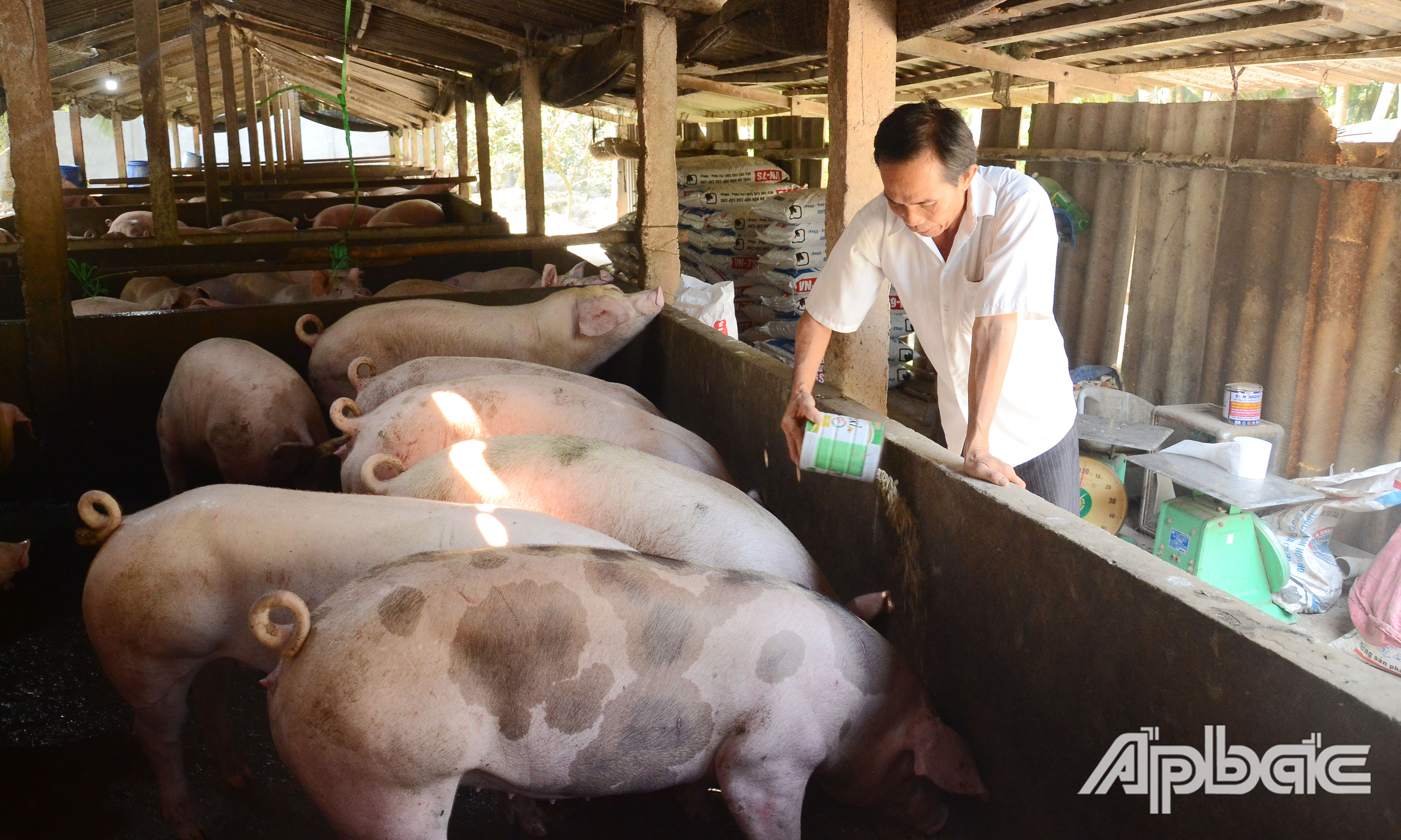 Giá heo hơi tăng cao giúp người chăn nuôi thu lãi khá.
