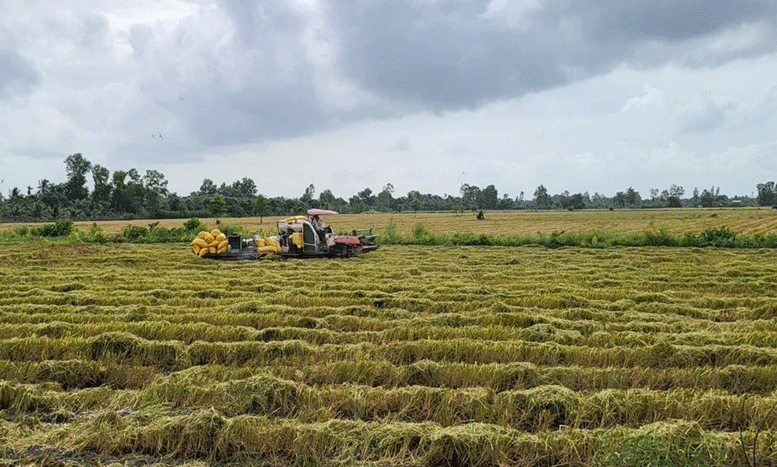 Toàn vùng ĐBSCL đã có thu hoạch được 274.664ha lúa.