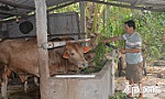 Bí thư Chi đoàn làm kinh tế giỏi